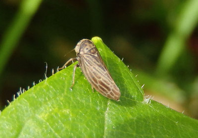 Agallia constricta; Constricted Leafhopper