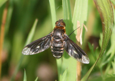 Exoprosopa meigenii; Bee Fly species