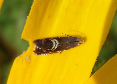 3439 - Grapholita interstinctana; Clover Head Caterpillar Moth