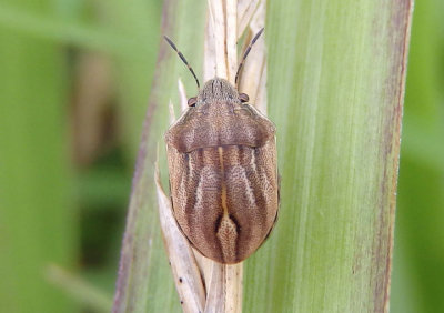Homaemus parvulus; Shield-backed Bug species