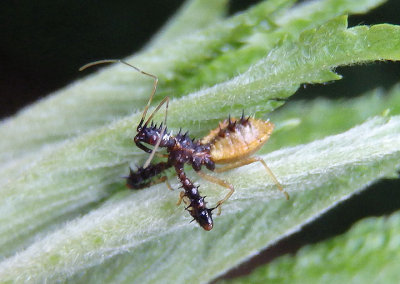 Sinea Assassin Bug species nymph