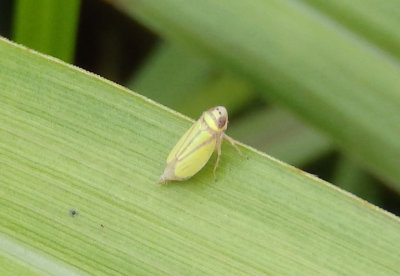 Stirellus bicolor; Leafhopper species