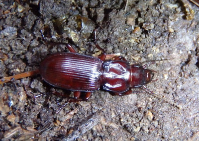 Pterostichini Woodland Ground Beetle species; teneral