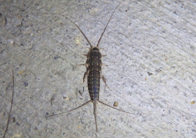 Ctenolepisma lineata; Four-lined Silverfish