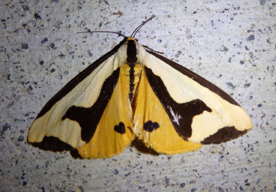 8107 - Haploa clymene; Clymene Moth