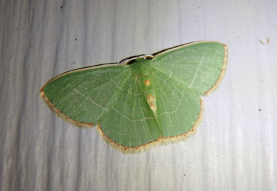 7046 - Nemoria bistriaria; Red-fringed Emerald 