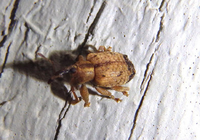 Ochyromera ligustri; Ligustrum Weevil; exotic