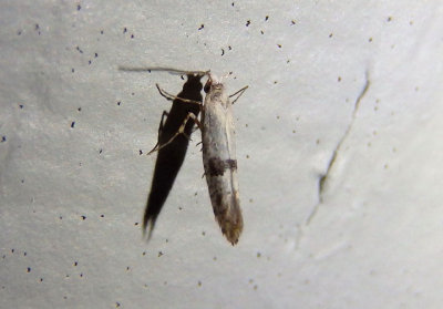 2435-2484 - Argyresthia Shiny Head-standing Moth species
