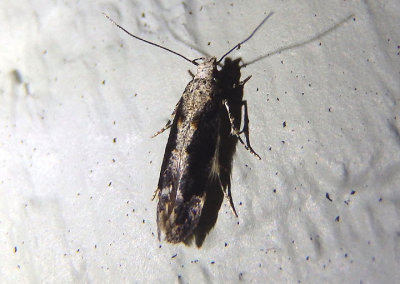 1828 - Coleotechnites quercivorella; Twirler Moth species