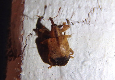 Ochyromera ligustri; Ligustrum Weevil; exotic