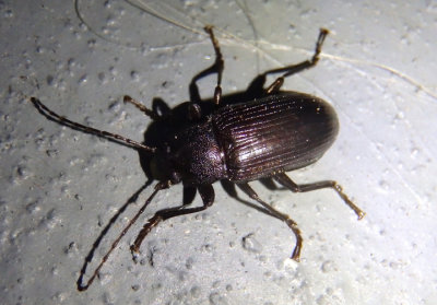 Tarpela americana; Darkling Beetle species