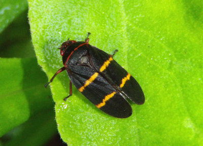 Prosapia bicincta; Two-lined Spittlebug