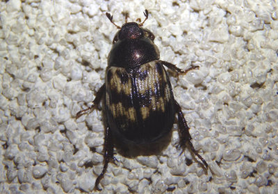 Anomala orientalis; Oriental Beetle; exotic