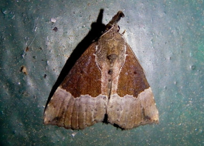 8443 - Hypena bijugalis; Dimorphic Bomolocha; female