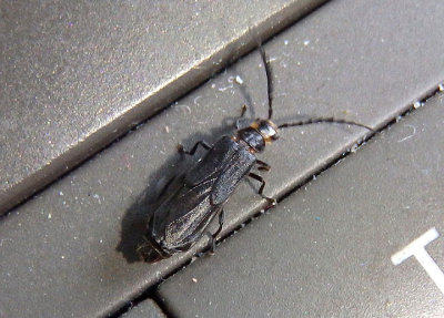 Tytthonyx erythrocephala; Soldier Beetle species