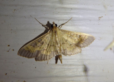 5142 - Diacme elealis; Paler Diacme Moth