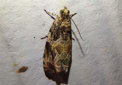 2817 - Olethreutes permundana; Raspberry Leafroller Moth