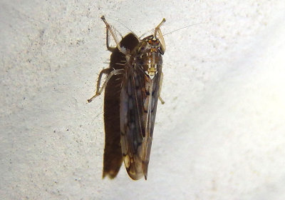 Osbornellus clarus; Leafhopper species