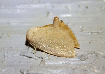 4653 - Tortricidia pallida; Red-crossed Button Slug Moth