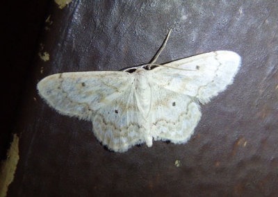 7123 - Idaea obfusaria; Rippled Wave