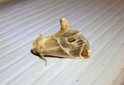 4669 - Apoda biguttata; Shagreened Slug Moth
