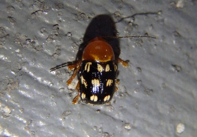 Cryptocephalus guttulatus; Fourteen-spotted Leaf Beetle