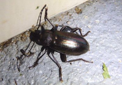 Tarpela micans; Darkling Beetle species