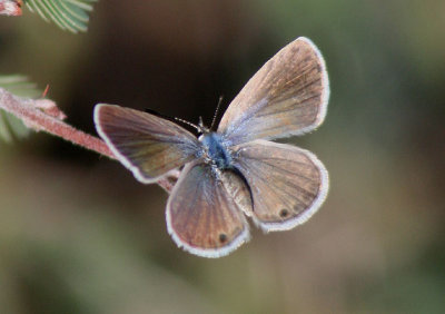 Hemiargus ceraunus; Ceraunus Blue; female