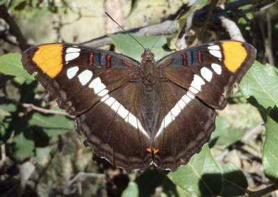 Adelpha eulalia; Arizona Sister