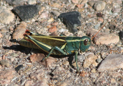 Melanoplus thomasi; Thomas's Two-striped Grasshopper