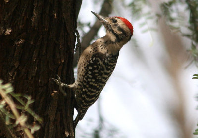 Ladder-backed Woodpecker; male
