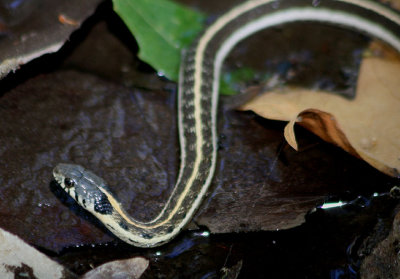 Black-necked Garter Snake 