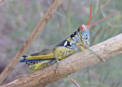 Melanoplus aridus; Arid Lands Spur-Throat Grasshopper; male