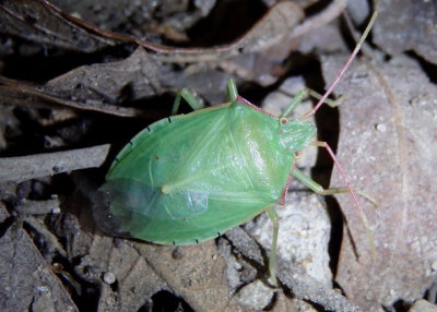 Chlorocoris werneri; Stink Bug species