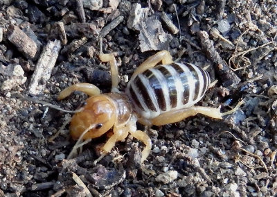 Stenopelmatus Jerusalem Cricket species