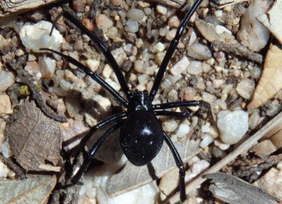 Latrodectus hesperus; Western Black Widow; female