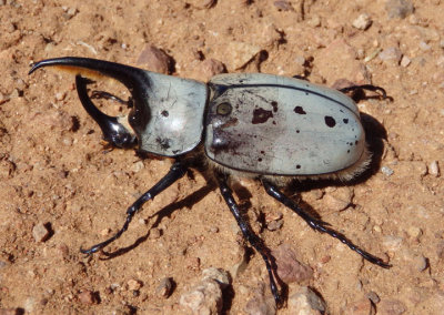 Dynastes grantii; Grants Hercules Beetle; male