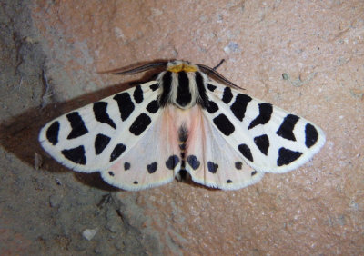 8180 - Grammia incorrupta; Tiger Moth species