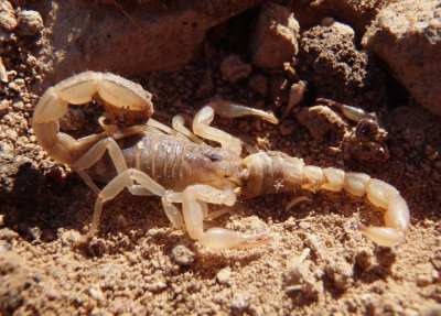 Vaejovis spinigerus; Arizona Stripedtail Scorpions
