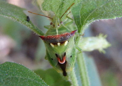 Tylospilus acutissimus; Predatory Stink Bug species
