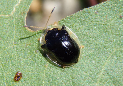 Deloyala lecontii; Tortoise Beetle species