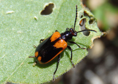 Lema trabeata; Leaf Beetle species