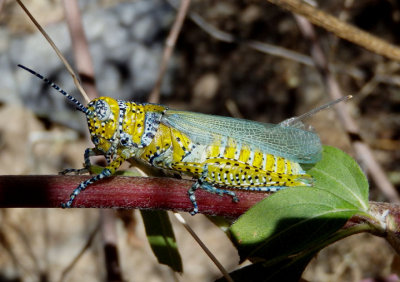 Poecilotettix pantherinus; Panther-spotted Grasshopper