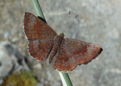 Calephelis arizonensis; Arizona Metalmark; male