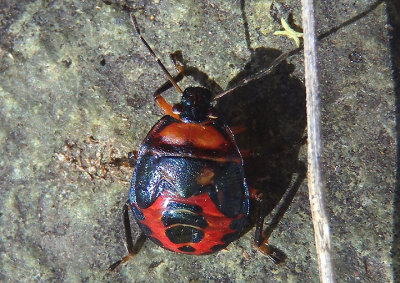 Podisus sagitta; Predatory Stink Bug species nymph