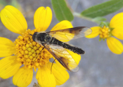 Thevenetimyia speciosa; Bee Fly species