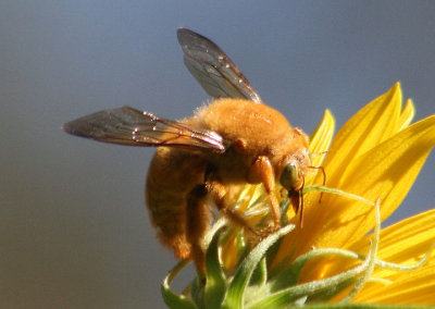 Xylocopa varipuncta; Valley Carpenter Bee; male