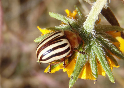 Zygogramma continua; Leaf Beetle species