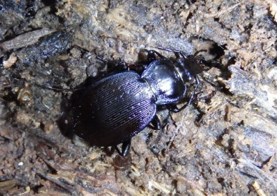 Carabus goryi; Ground Beetle species