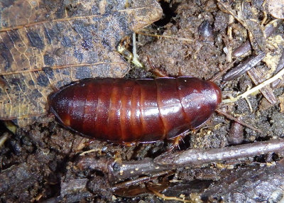 Cryptocercus wrighti; Cockroach species